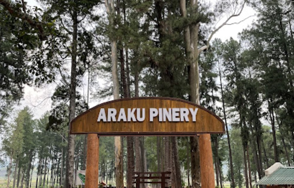 Araku Pinery
