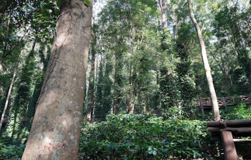 Ananthagiri Coffee Plantation